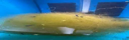 Shrimps fish for sale: Neocaridina shrimp  in Snodland - Advert 3
