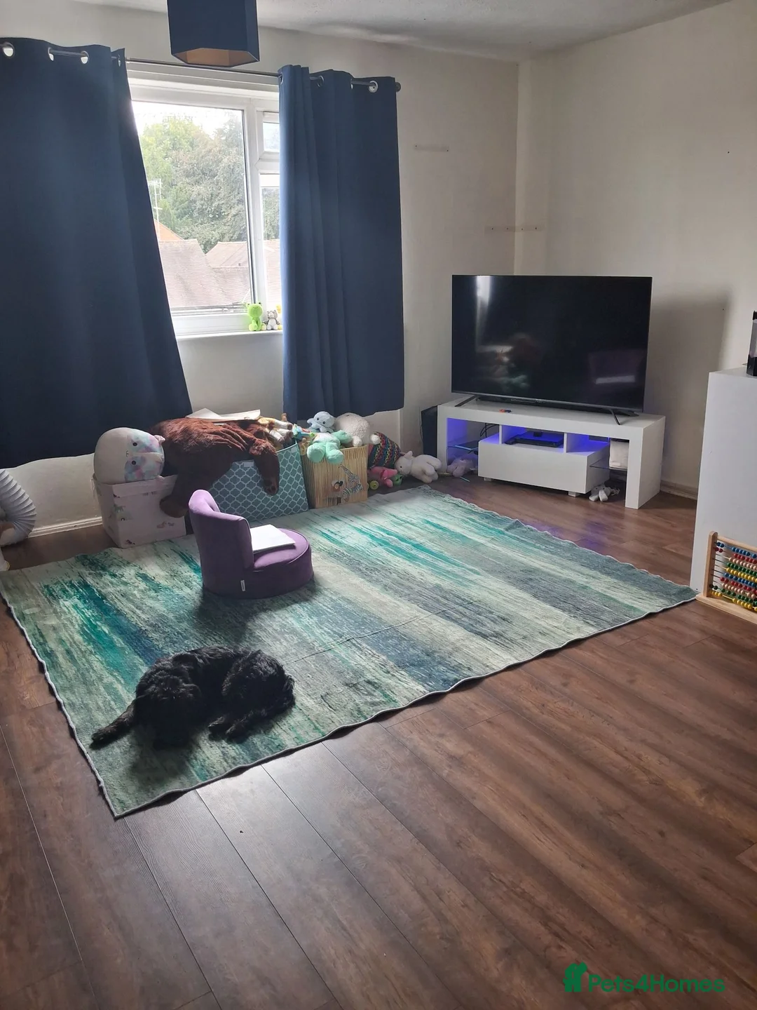 Mixed Breed dogs for sale: Frenchiepoo rehome in Kings Langley - Advert 2