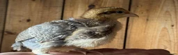 Chickens poultry for sale: Pure bred cream leg bar chicks - Advert 4