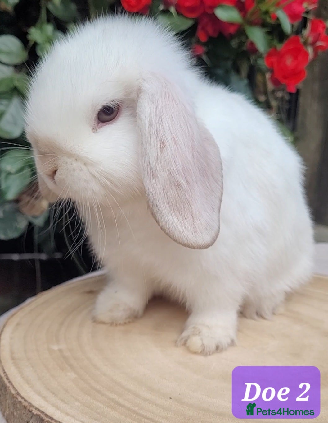 Mini Lop rabbits Beautiful pure bred mini lops - Advert 2