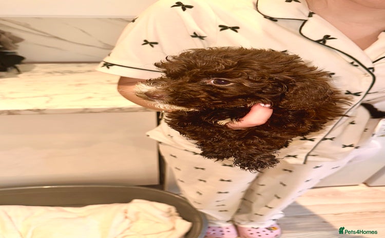 Cockapoo dogs - Advert 2