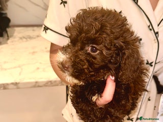 Cockapoo dogs - Advert 5