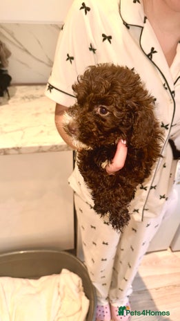 Cockapoo dogs - Advert 1