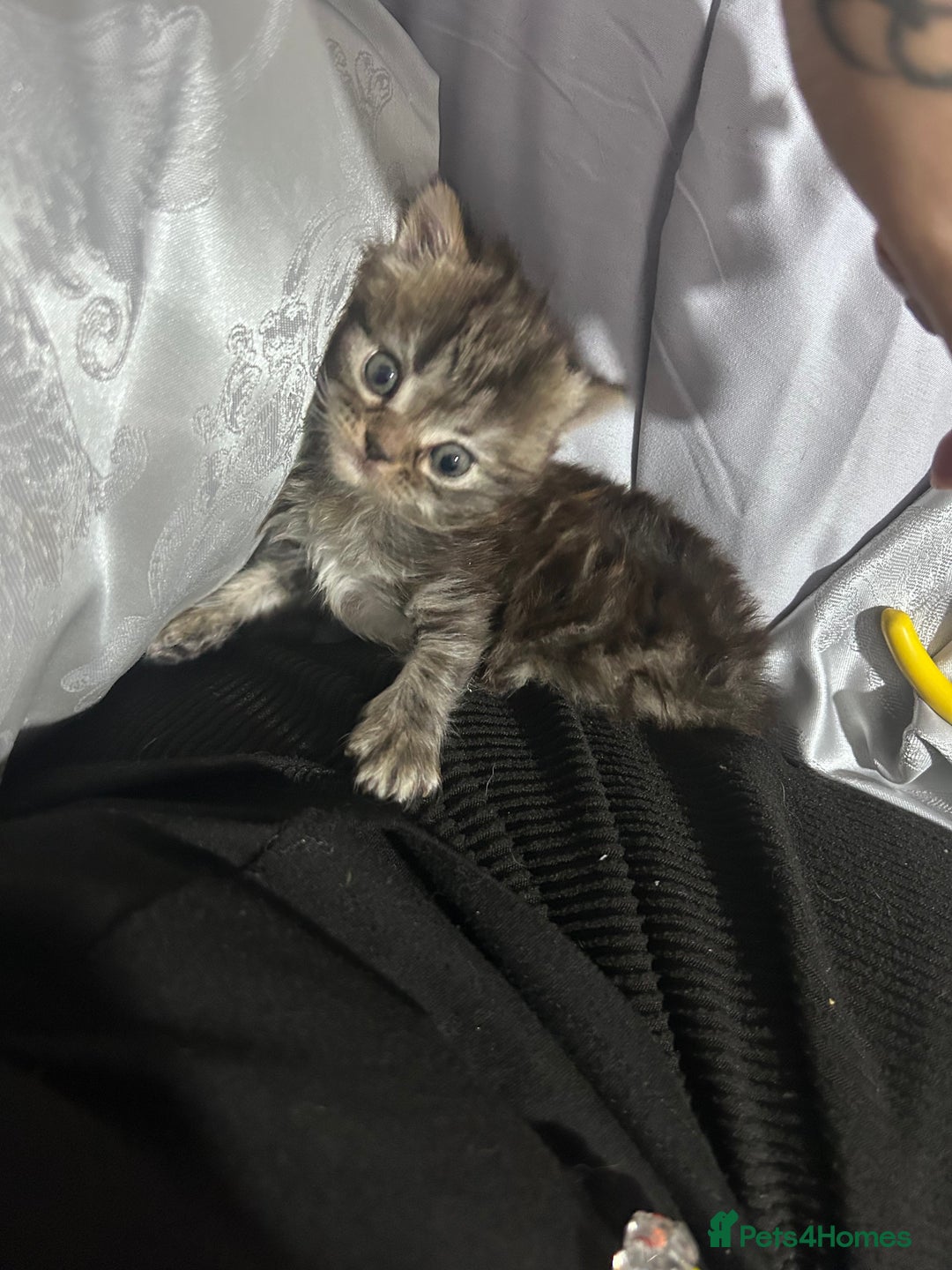 Persian cats for sale: Single female persian - Advert 8