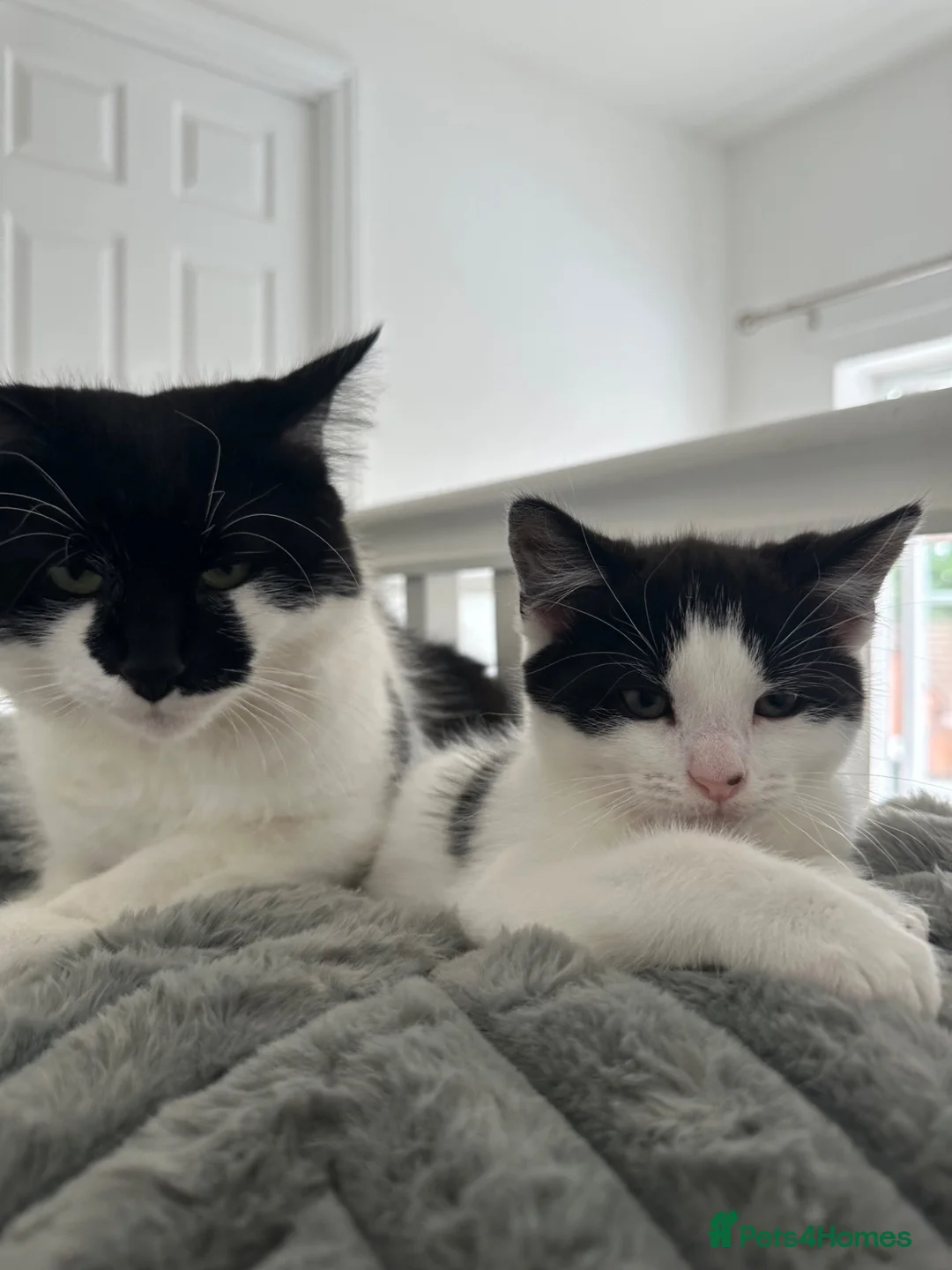 Mixed Breed cats for sale: 1 REMAINING | KITTEN 4 | MALE £50 - Advert 24
