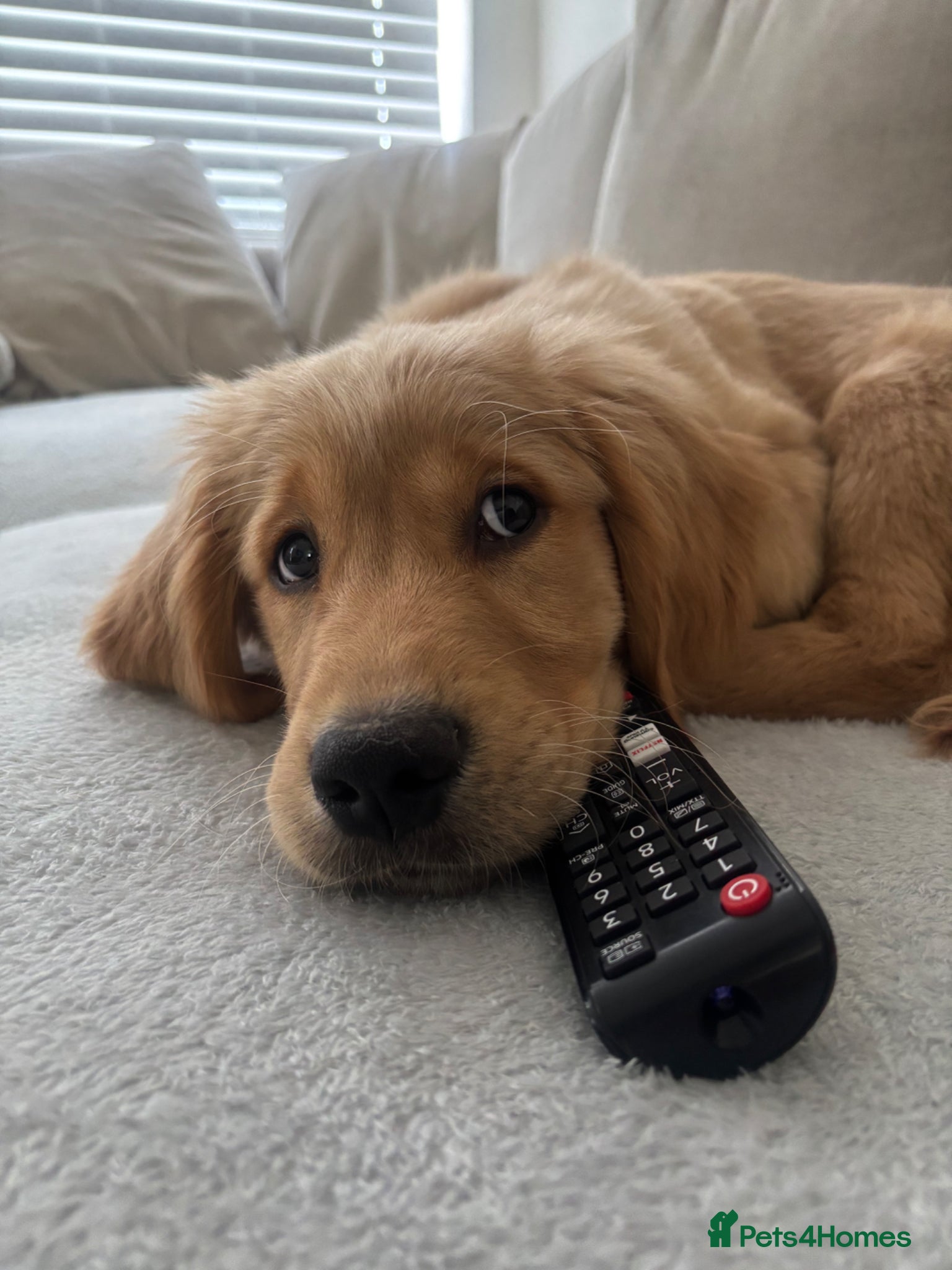 Golden Retriever dogs HANDSOME GOLDEN RETRIEVER PUPPY  - Advert 14