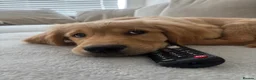 Golden Retriever dogs for sale: HANDSOME GOLDEN RETRIEVER PUPPY  - Advert 1