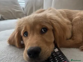 Golden Retriever dogs Trained GOLDEN RETRIEVER PUPPY - Advert 6