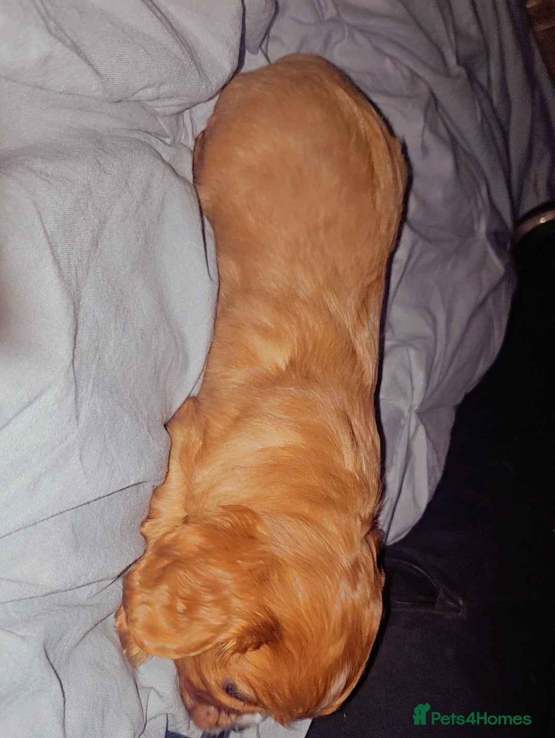 Cavalier King Charles Spaniel dogs for sale: Cavalier king charles puppys READY NOW pedigree KC - Advert 30