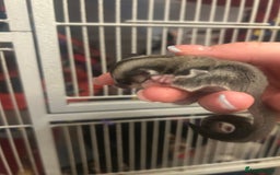 Sugar Glider rodents for sale: Joey sugar glider female.OOP- 16/09/2025 - Image 7
