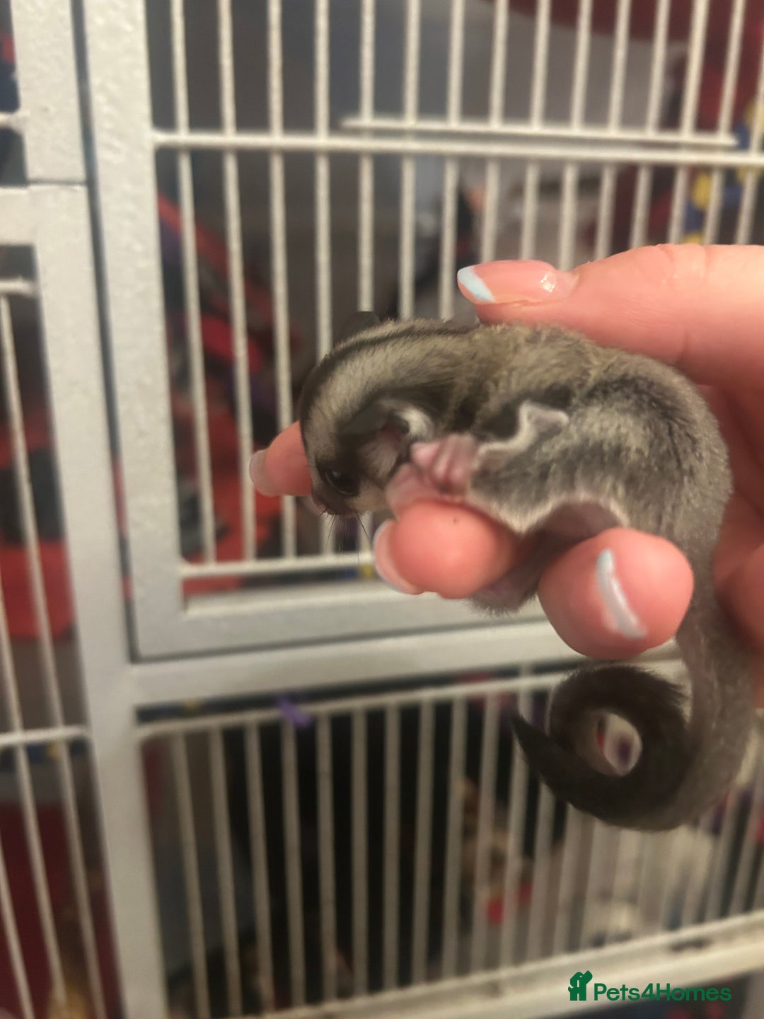 Sugar Glider rodents for sale: Joey sugar glider female.OOP- 16/09/2025 - Image 7