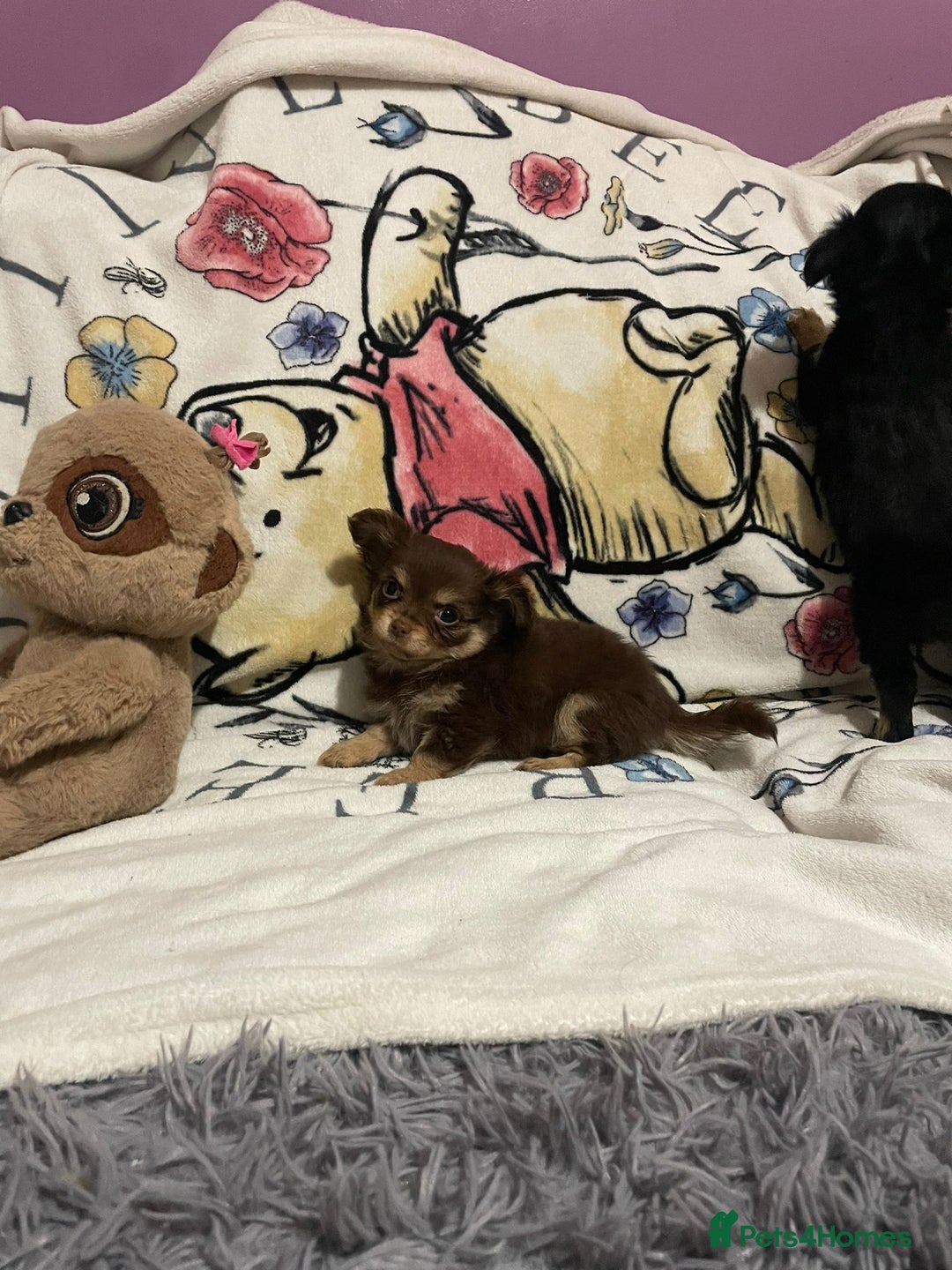 Chihuahua dogs for sale: Beautiful tiny little chihuahua girls - Advert 4