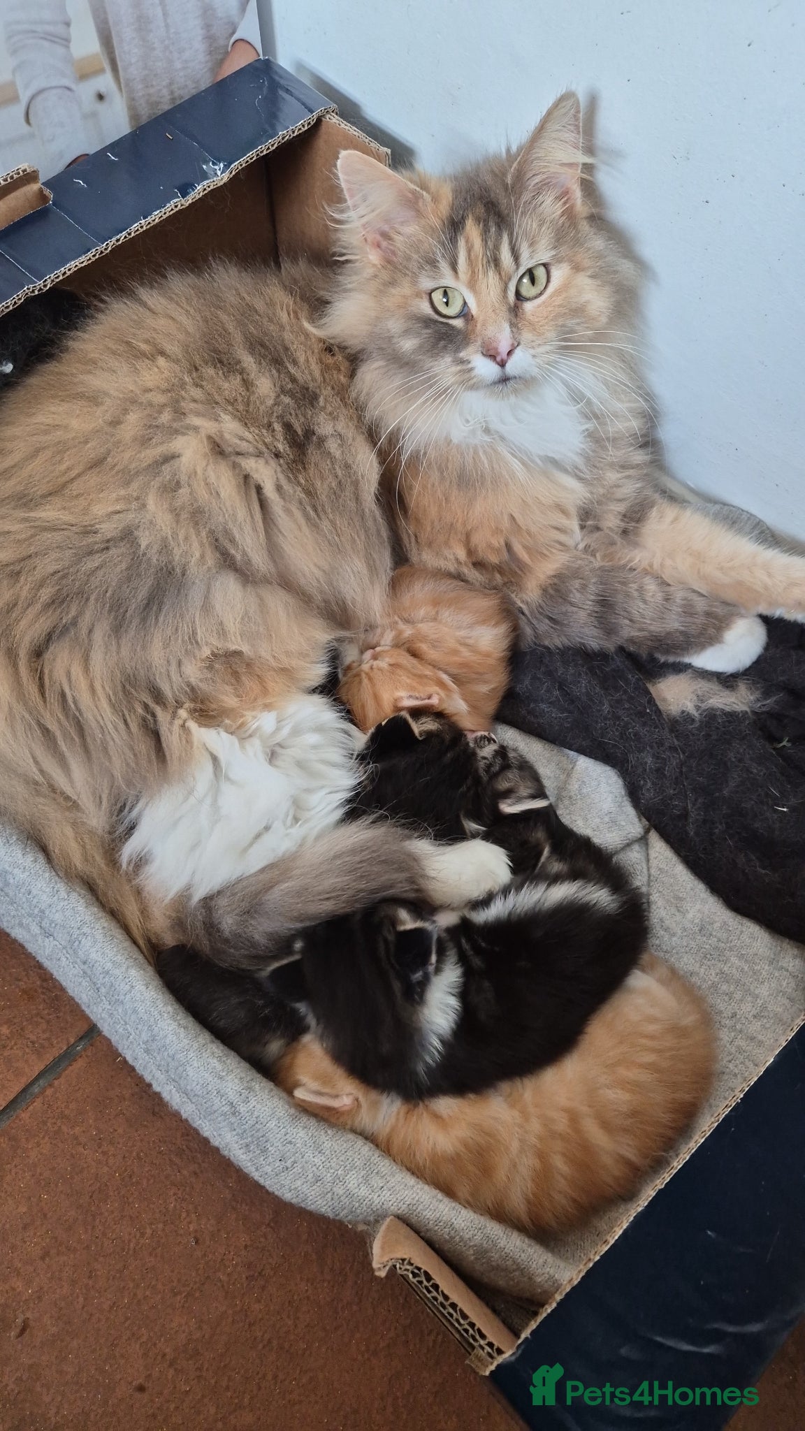 Mixed Breed cats Domestic longhair with Maine Coon features - Advert 15