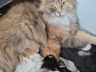 Mixed Breed cats Domestic longhair with Maine Coon features - Advert 15