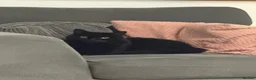 Mixed Breed cats for sale: Cat for rehoming - Advert 3