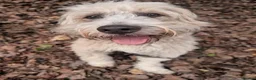 Mixed Breed dogs for adoption: Meet Jack, currently residing in London in London - Advert 8