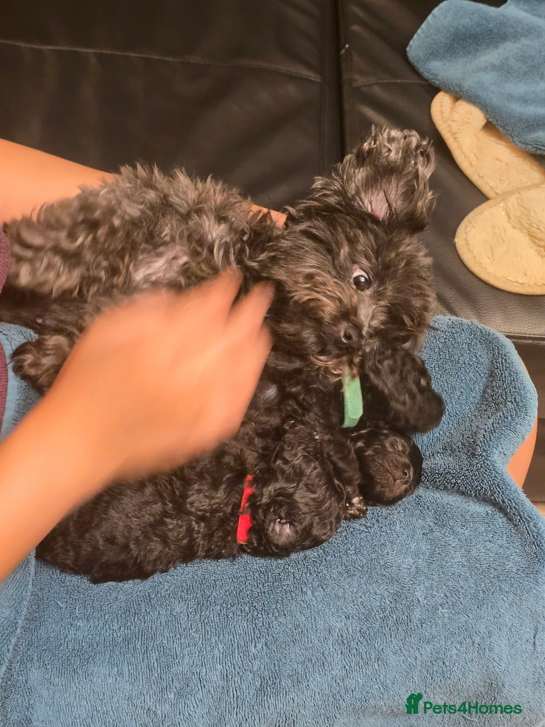 Chipoo dogs for sale: Beautiful Multigen Chipoo x Micro Poodle Puppies - Advert 2