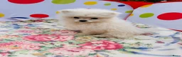 Pomeranian dogs for sale: Beautiful Pomeranian  - Advert 5