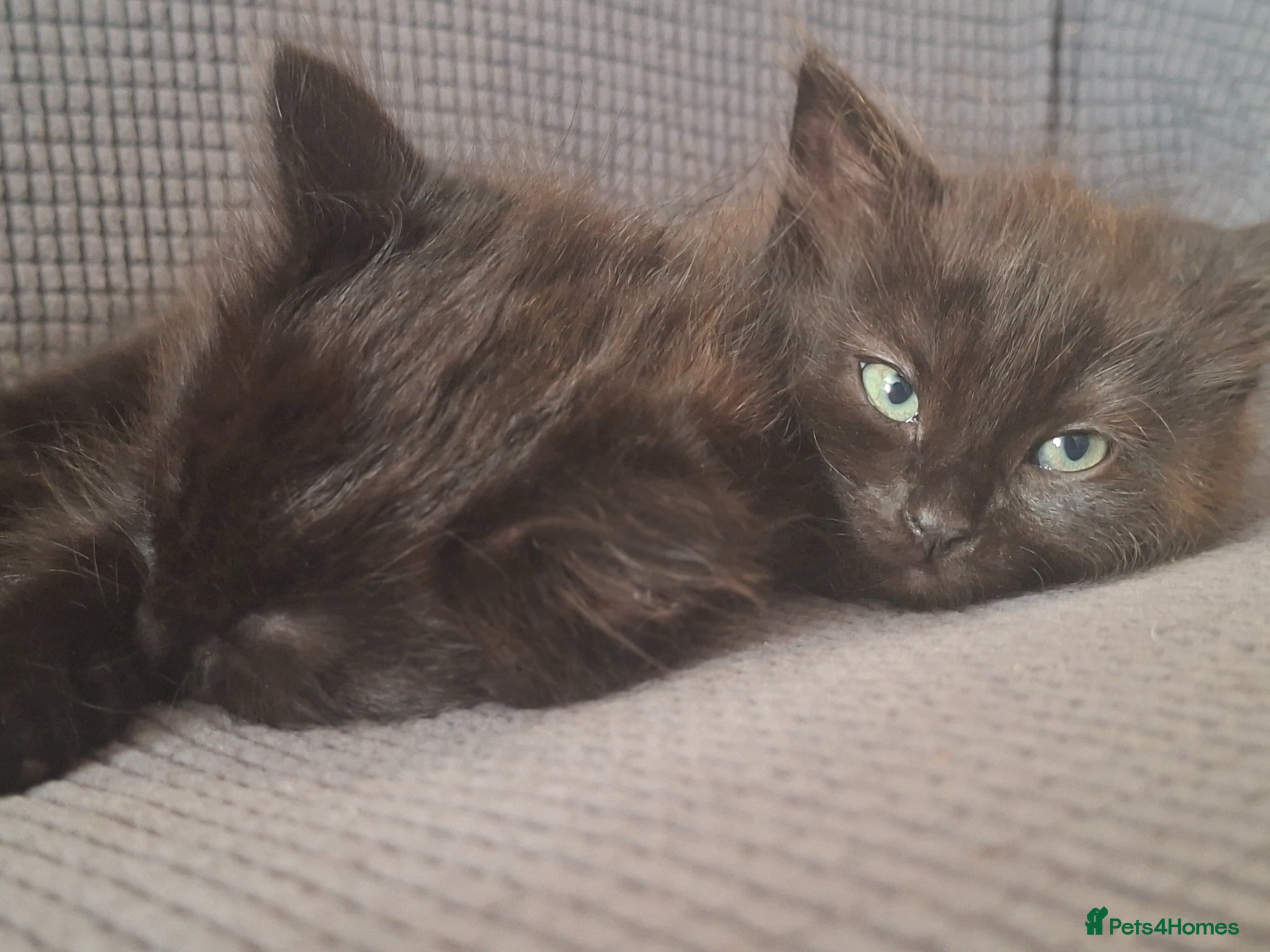 British Longhair cats Super cute fluffy black/ brown kittens - OBO - Advert 1