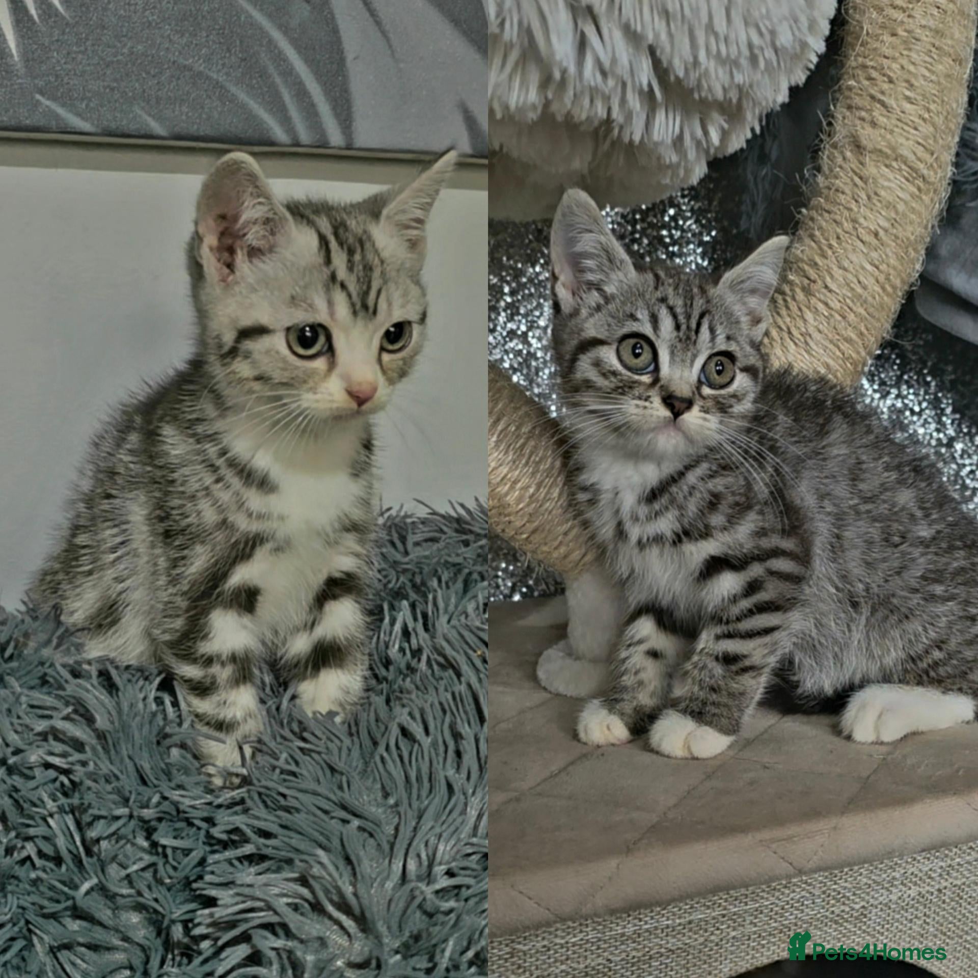 British Shorthair cats  2 Silver Tabby Girls Left - READY NOW! 3/4 BSH - Advert 8