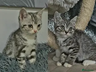 British Shorthair cats 2 Silver Tabby Girls Left - READY NOW! 3/4 BSH - Advert 1