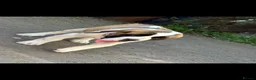 Saint Bernard dogs for sale: Beautiful saint Bernard puppies - Advert 17