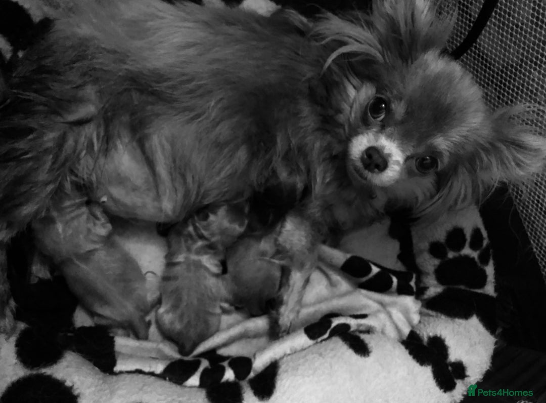Mixed Breed dogs for sale: Exquisite Maltese X Chihuahua F1 Malchi Puppy - Image 13