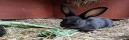 English rabbits for sale: Yurvac vaccinated self English rabbit, ready now! - Advert 4