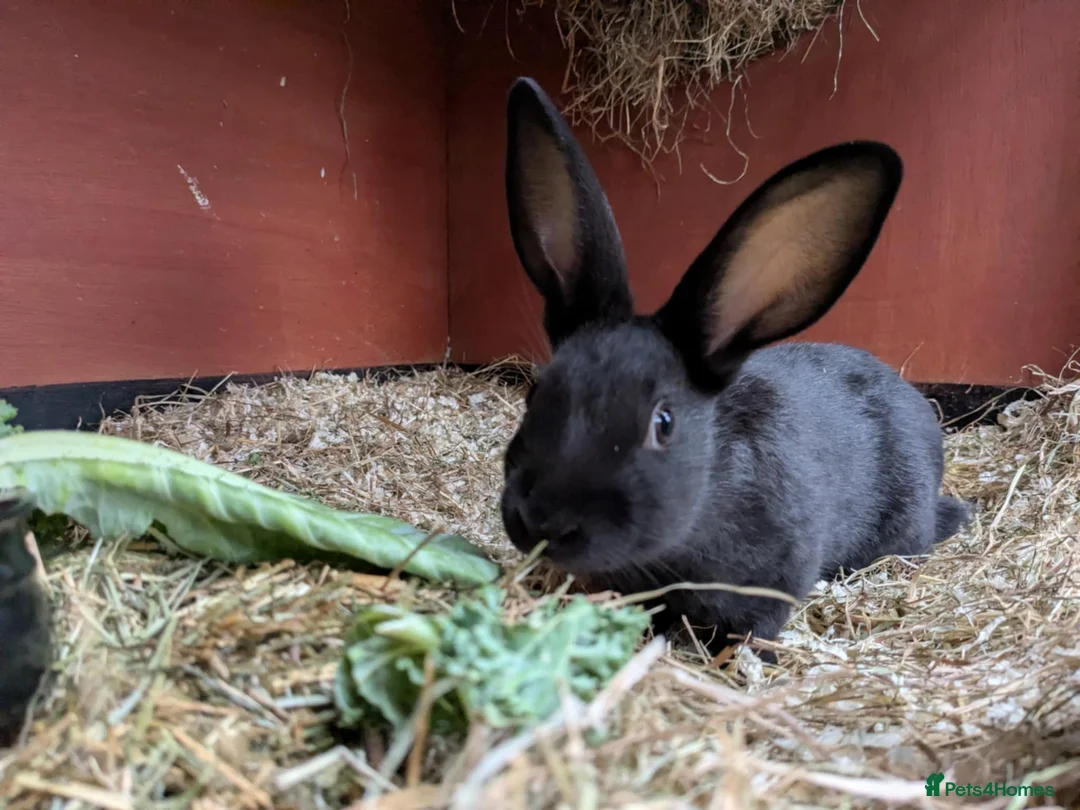 English rabbits for sale: Yurvac vaccinated self English rabbit, ready now! - Advert 4