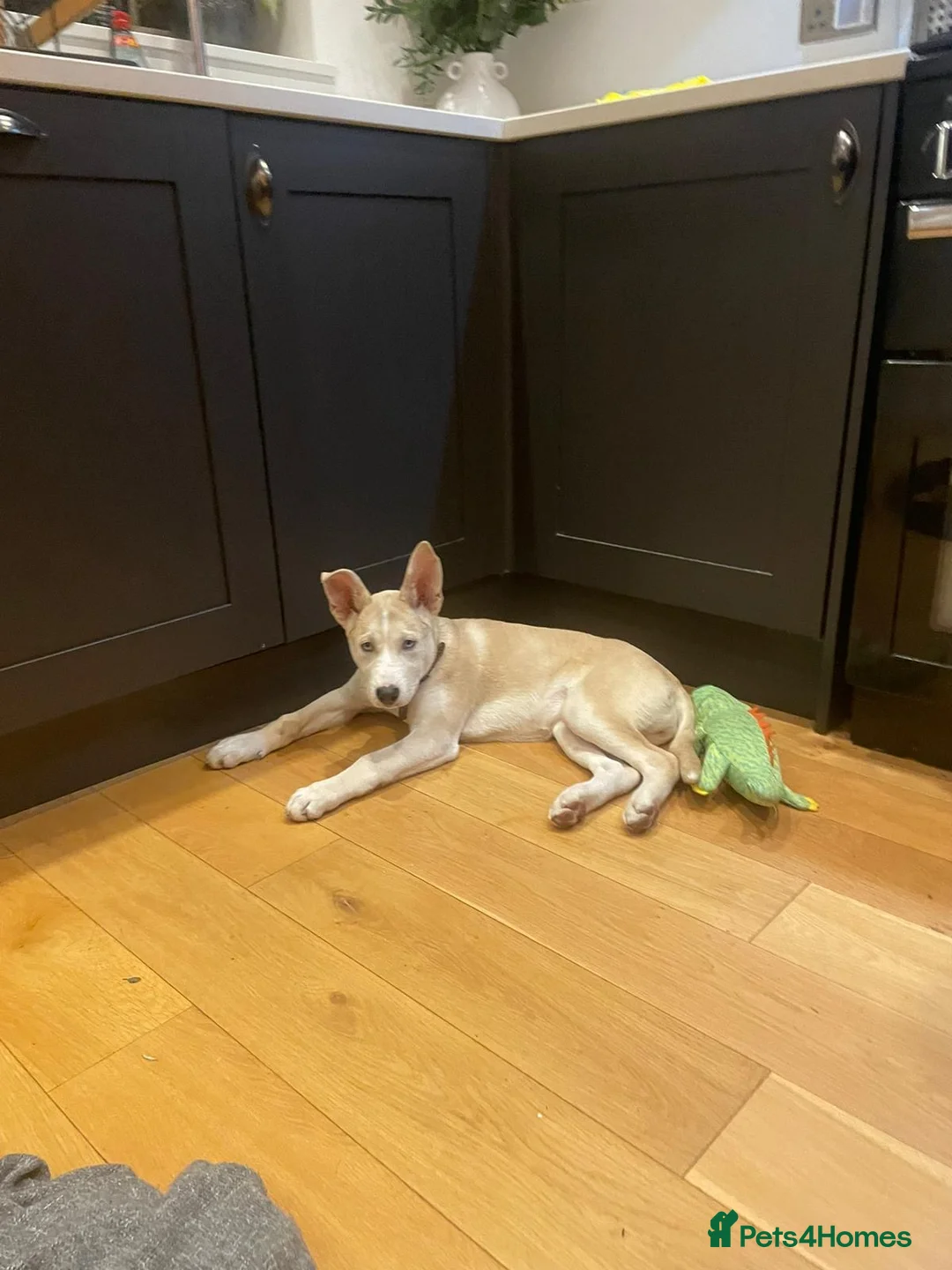 Mixed Breed dogs for sale: Meet Nala - Advert 5