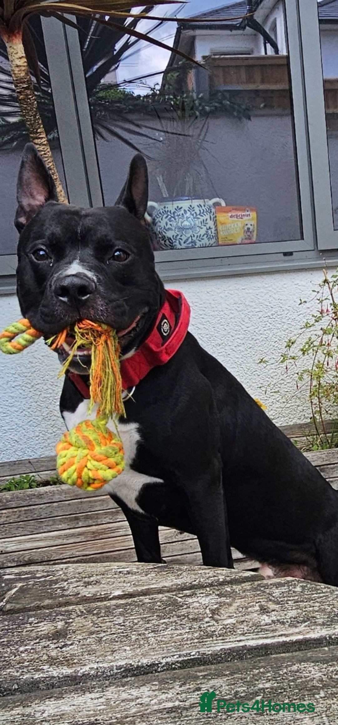 Mixed Breed dogs for stud: Dog for stud. American bully x cane corso - Advert 2