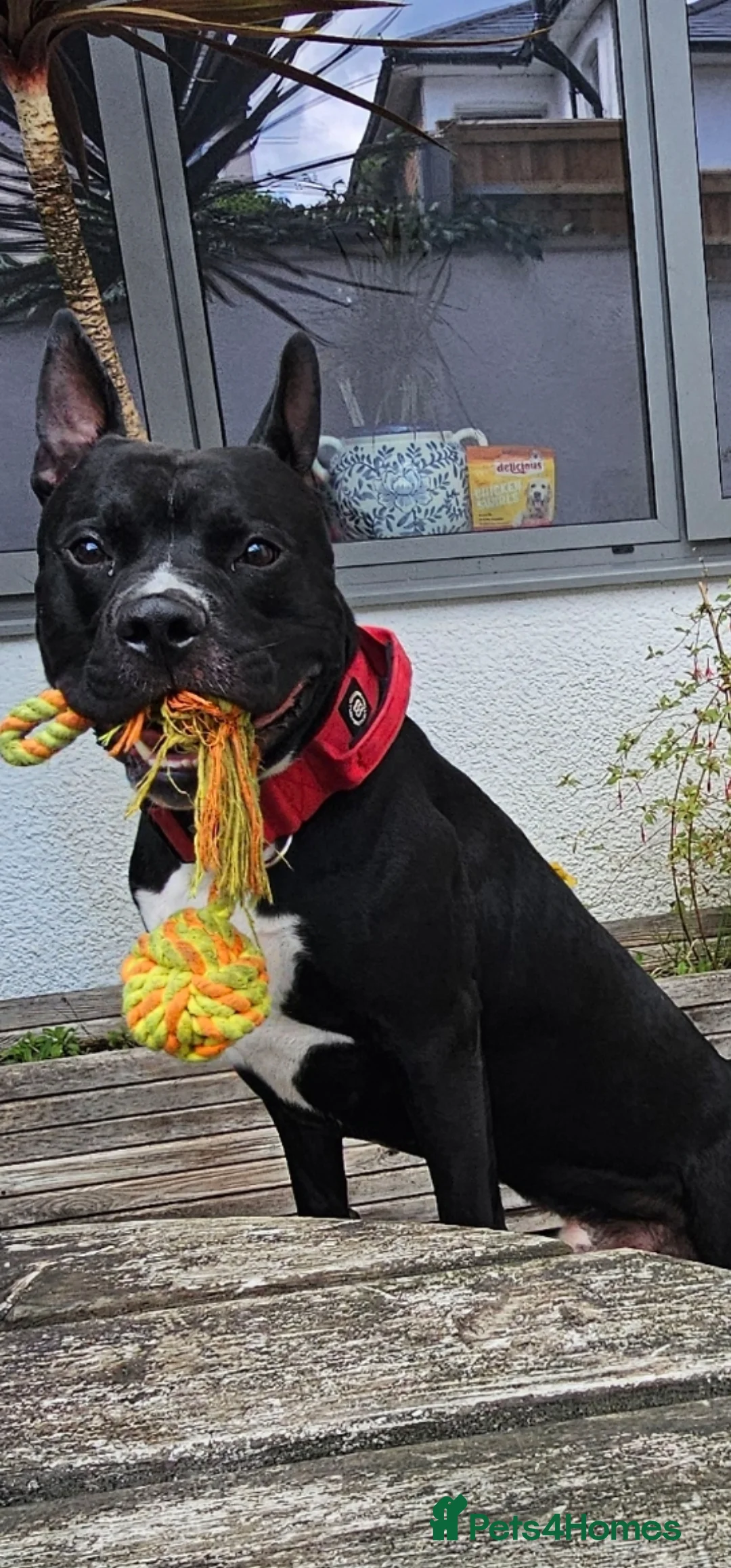 Mixed Breed dogs for stud: Dog for stud. American bully x cane corso - Advert 2