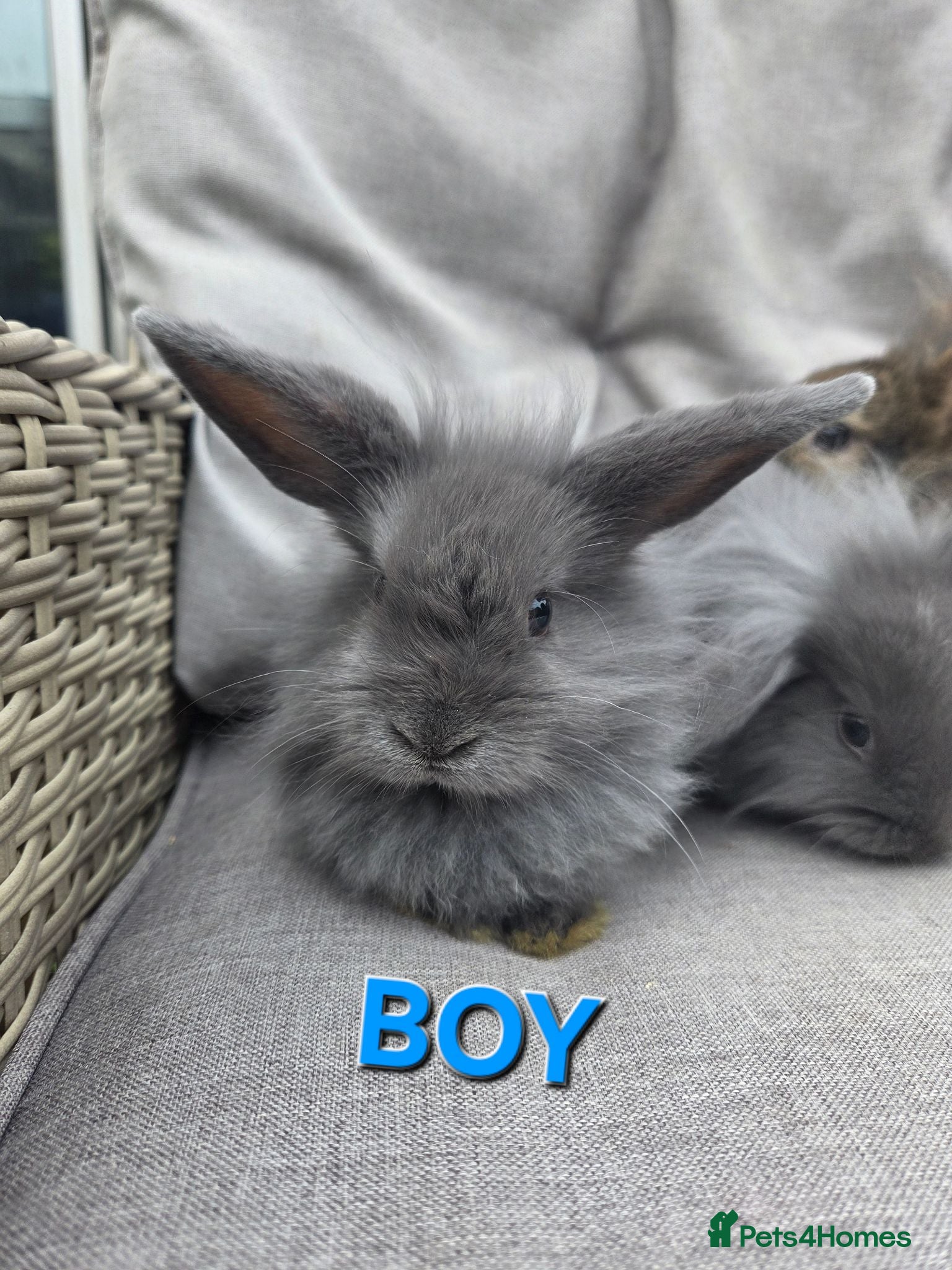 Lionhead rabbits Lion-lop Babies ready NOW VERY TAME🩷🩷🩷🩵 - Advert 2
