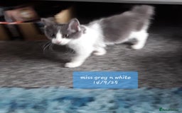 Ragcoon cats for sale: FINAL REDUCTION £300  Stunning, chunky ragcoons  - Image 7