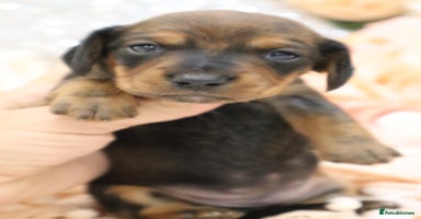 Miniature Dachshund dogs - Advert 2