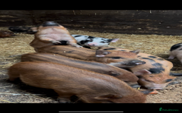 Pig livestock for sale: Mini Pigs Juliana x Pennywell Miniature  - Image 2