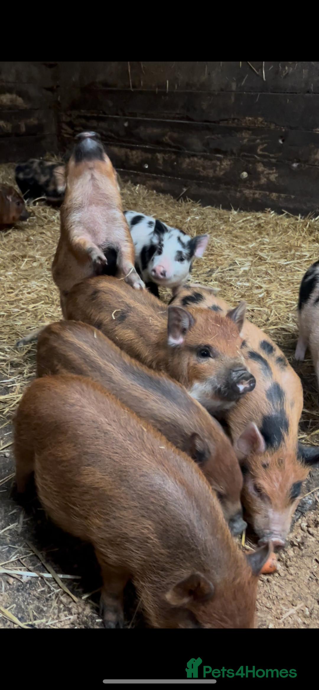 Pig livestock for sale: Mini Pigs Juliana x Pennywell Miniature  - Image 2