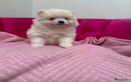 Pomeranian dogs for sale: READY 2nd August KC White Teddy Bear Poms - Image 25