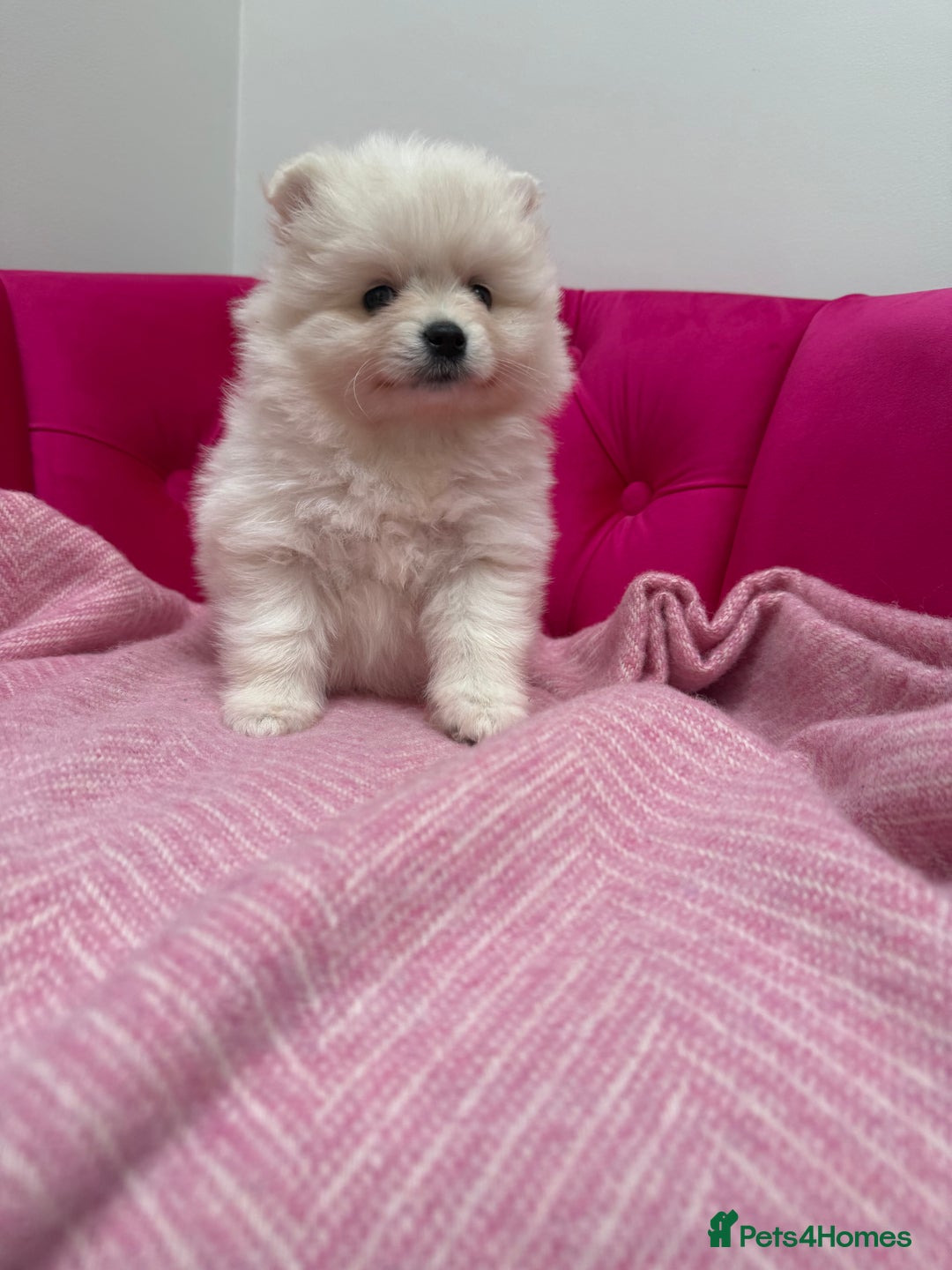 Pomeranian dogs for sale: READY 2nd August KC White Teddy Bear Poms - Image 25