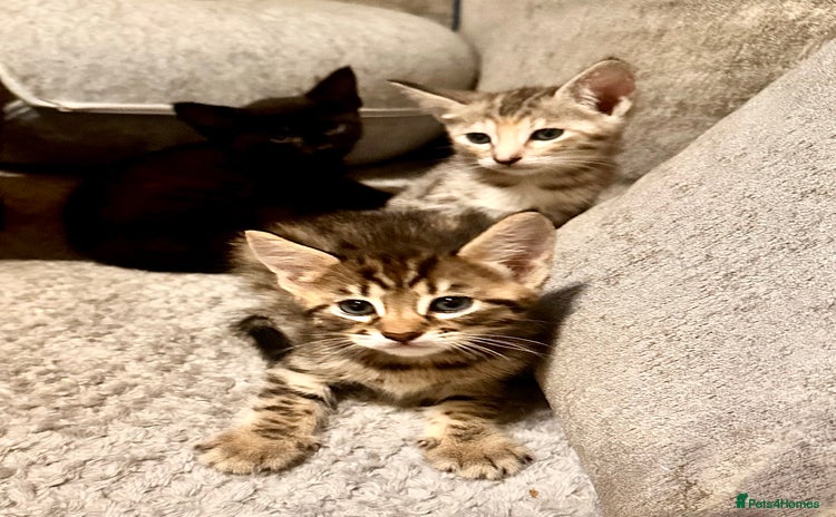 Savannah cats - Advert 1