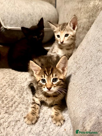 Savannah cats - Advert 1