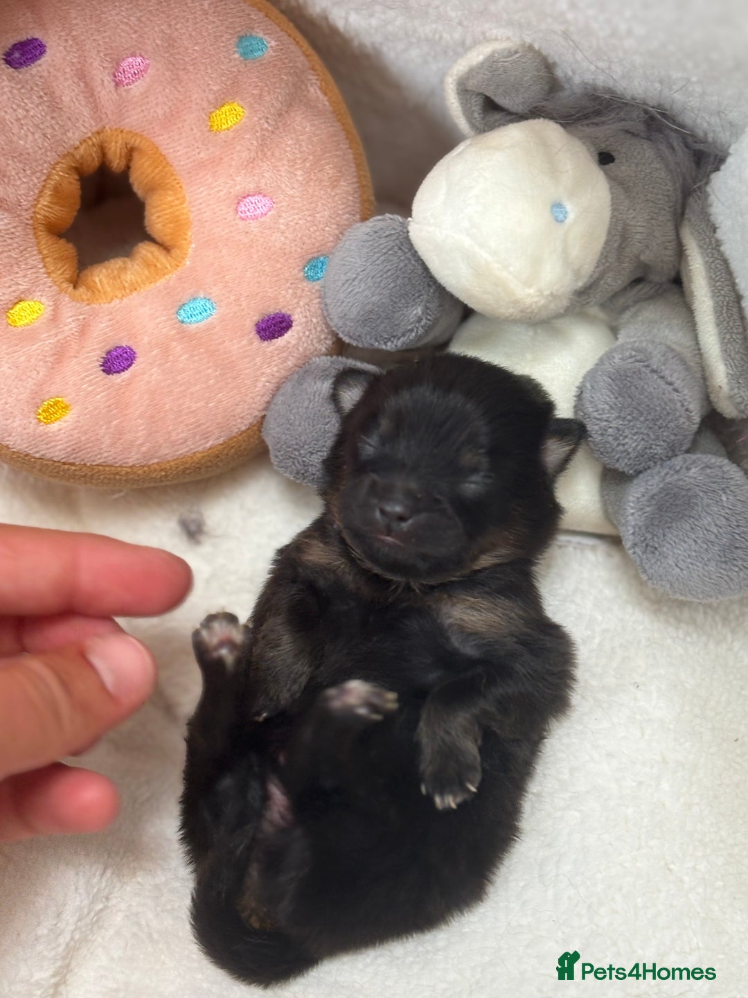 Pomeranian dogs for sale: Pomeranian puppies - Image 7