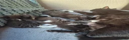 Mixed Breed cats for sale: 3 black and white tuxedo kittens, 2 male 1 female - Advert 10