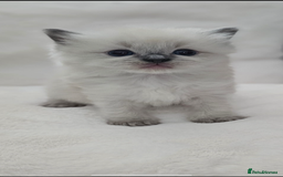 Ragdoll cats for sale: Ragdoll Kittens  - Image 2