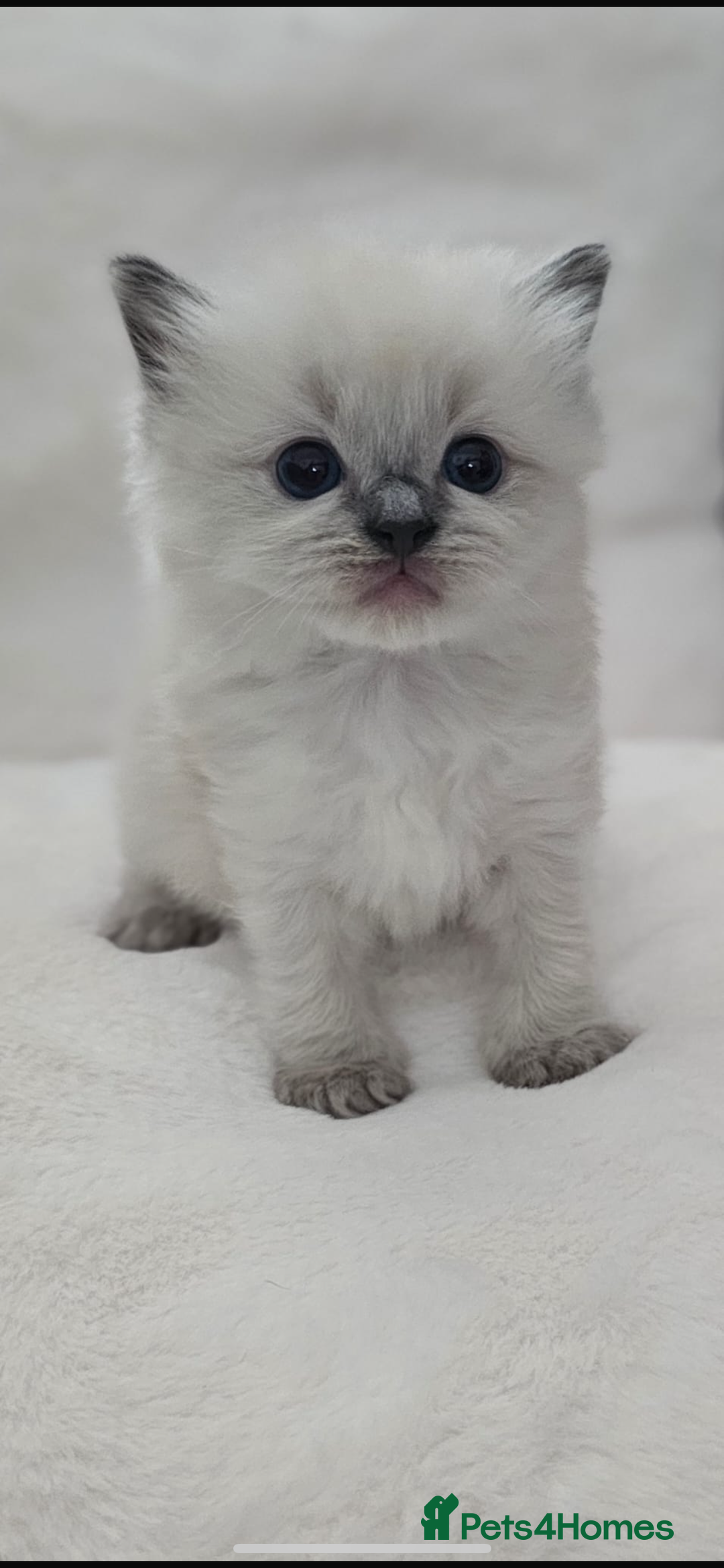 Ragdoll cats for sale: Ragdoll Kittens  - Image 2