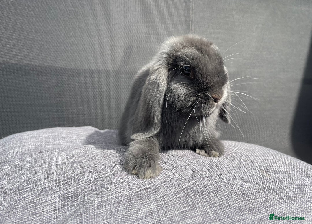Mini Lop rabbits for sale: Mini Lops Ready to Leave Now! - Image 8