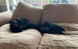 Cocker Spaniel dogs for sale: 6 adorable Cocker Spaniel pups - Image 9