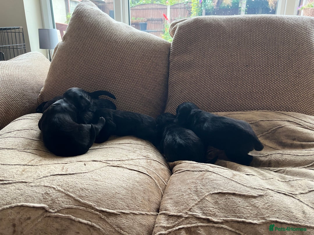 Cocker Spaniel dogs for sale: 6 adorable Cocker Spaniel pups - Image 9