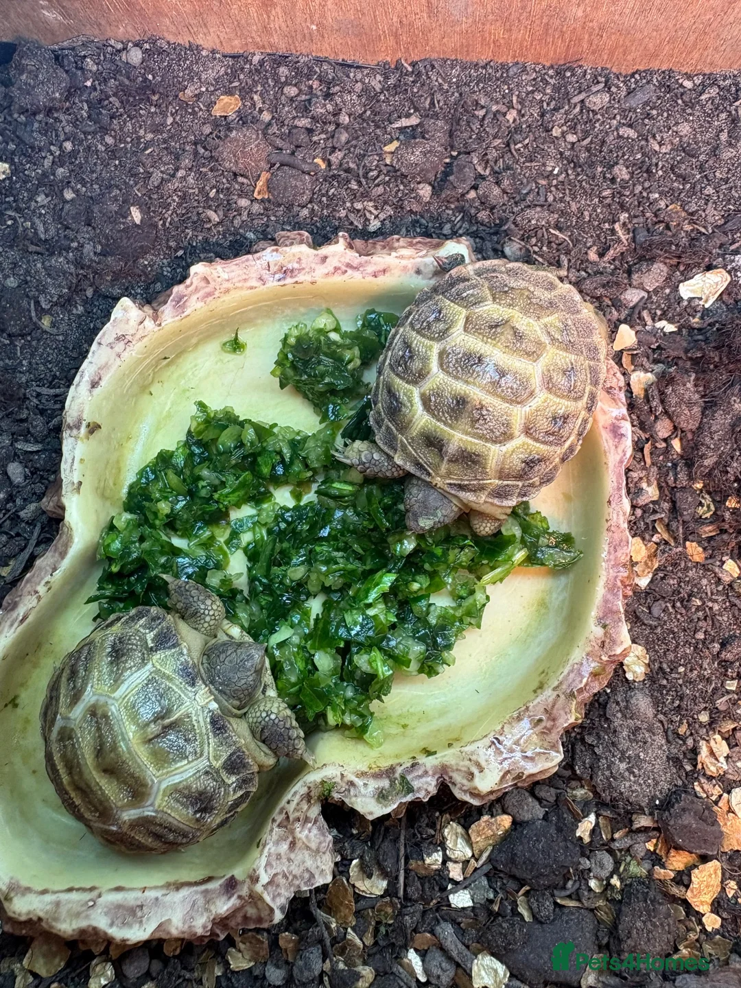 Tortoise reptiles for sale: Horsefield Tortoise Hatchlings  in Clacton-on-Sea - Advert 1
