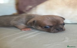 Chihuahua dogs for sale: 🩷 smooth coat chihuahua girls for you🩷  - Image 4